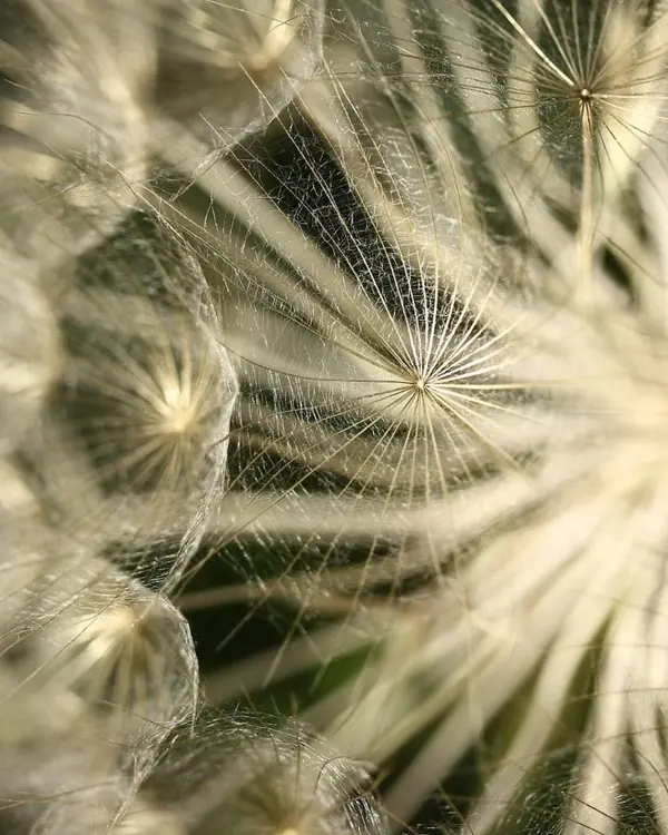 Dandelion seed head, thousands of filaments radiating from one structure